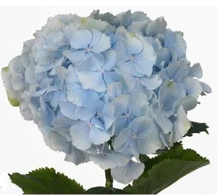 картинка гидрангия голубая Кондор; Колумбия от магазина Флоранж