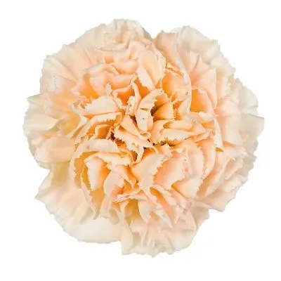 картинка гвоздика одноголовая Брют; Колумбия от магазина Флоранж