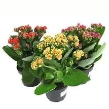 Каланхое Микс 10/25