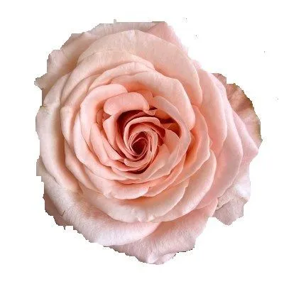 роза Би Свит 60см; Эквадор