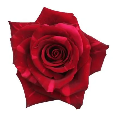 роза Ред Пантер 60см; Эквадор