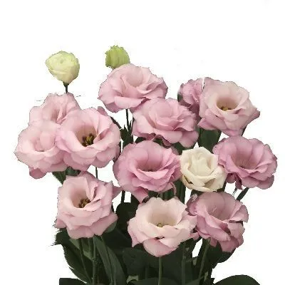 картинка эустома Крома Бридал Кисс от магазина Флоранж