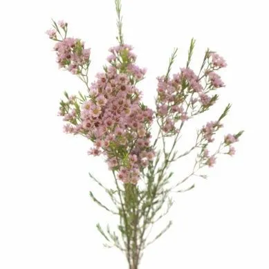 хамелациум Ерли Нир