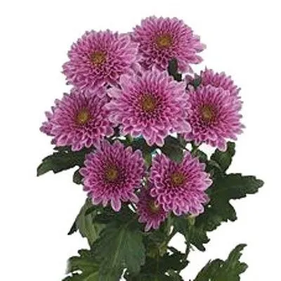 картинка хризантема кустовая Фабьен от магазина Флоранж