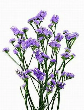 _статица лавендер