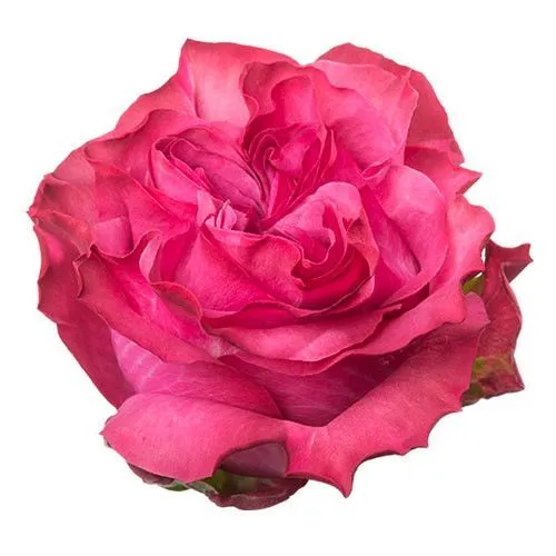 роза Гарден Кантри Блюз 60см; Эквадор