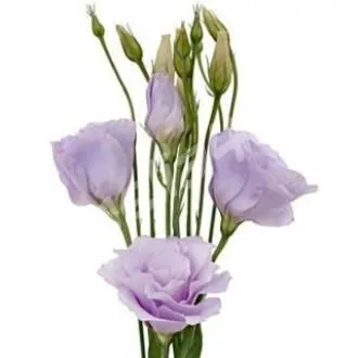 картинка эустома Розита Лавандер от магазина Флоранж