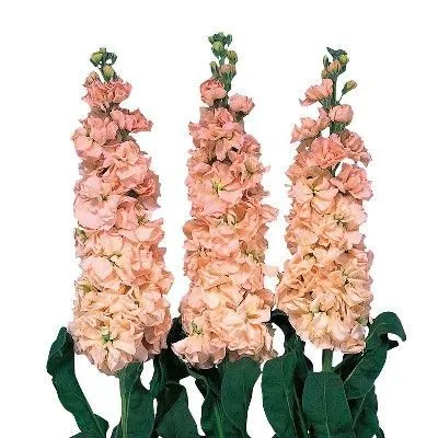 картинка маттиола Айрон Априкот от магазина Флоранж