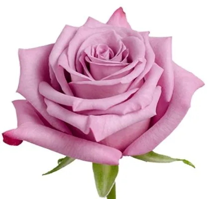 картинка роза Моди Блюз 60см; Эквадор от магазина Флоранж