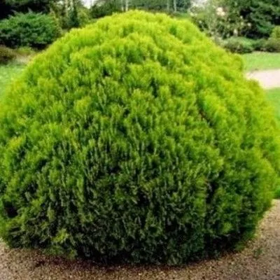 туя западная Даника