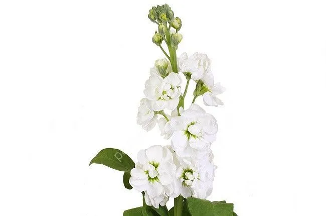 картинка маттиола Аида Вайт от магазина Флоранж