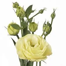 картинка эустома  Розита Йеллоу от магазина Флоранж