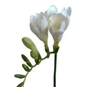 фрезия Белльвилль