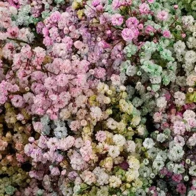 картинка гипсофила Крашеная; Эквадор от магазина Флоранж