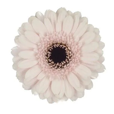 гермини Кокомо