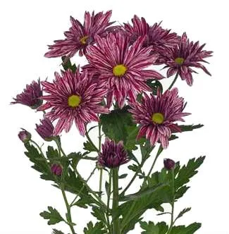 картинка хризантема кустовая Стелини от магазина Флоранж