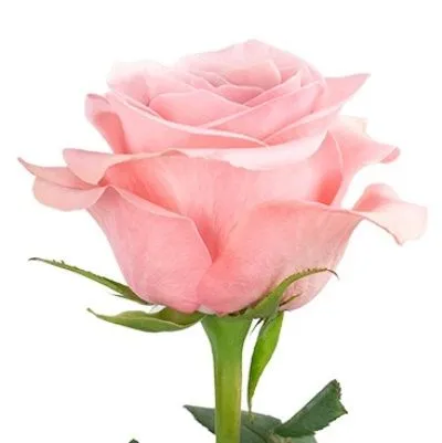 роза Би Свит 50см; Эквадор