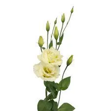 картинка эустома Алисса Йеллоу от магазина Флоранж