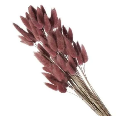 картинка Лагурус цветной, 60шт в уп, алый от магазина Флоранж