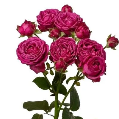 роза кустовая Классик Сенсейшен 60см; Кения