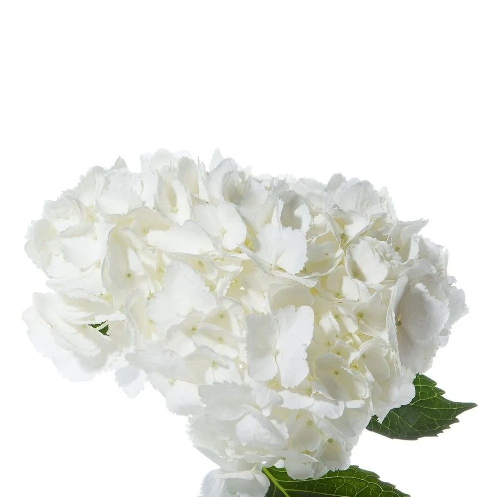 картинка гидрангия Джамбо Вайт; Колумбия от магазина Флоранж