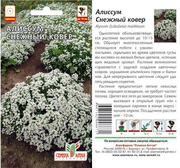 Алиссум Снежный Ковер (цветной пакет) 0,1г; Семена Алтая