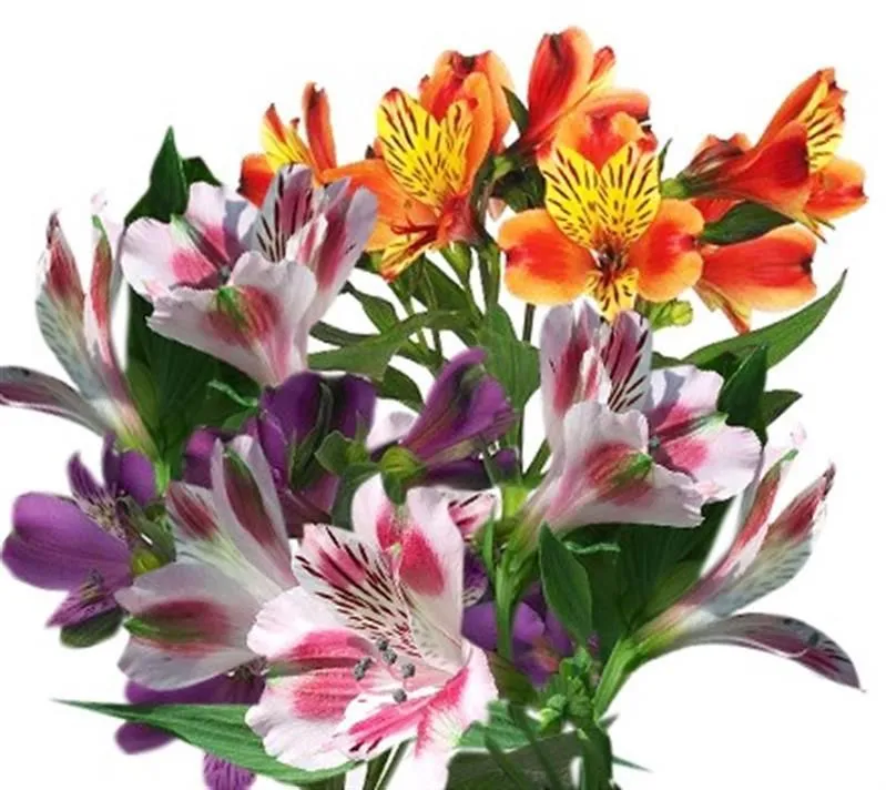 картинка альстромерия Микс; Эквадор от магазина Флоранж