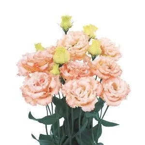 картинка эустома Алисса Априкот от магазина Флоранж