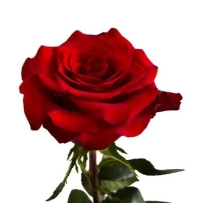 роза Мамма Миа 60см; Эквадор