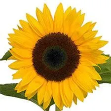 картинка гелиантус Оранж Фаир от магазина Флоранж