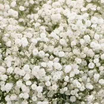 _гипсофила космик 