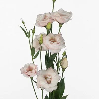 картинка эустома Арена Лайт Пинк от магазина Флоранж