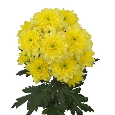 картинка хризантема Алтай Йеллоу от магазина Флоранж
