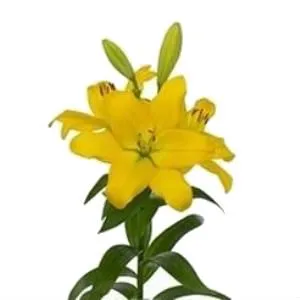 картинка лилия лонгифлорум  Нэшвилл от магазина Флоранж