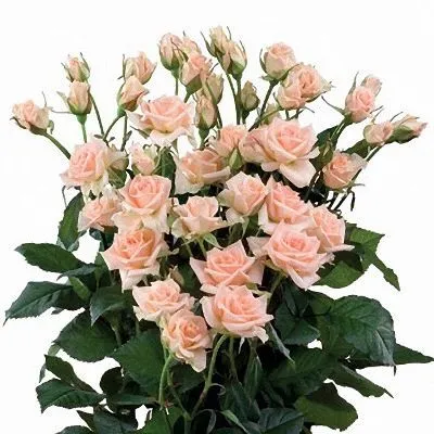 картинка роза кустовая Свит Сара 60см; Кения от магазина Флоранж