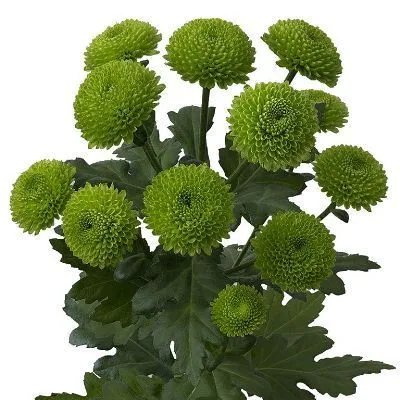 хризантема кустовая Делигрин