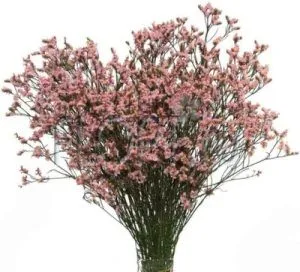 лимониум Сафора Пинк