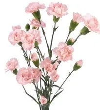 картинка гвоздика кустовая розовая; Колумбия от магазина Флоранж