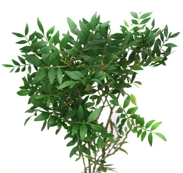 картинка лист фисташки от магазина Флоранж