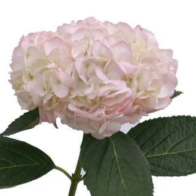 картинка гидрангия  Лайт Пинк; Колумбия от магазина Флоранж