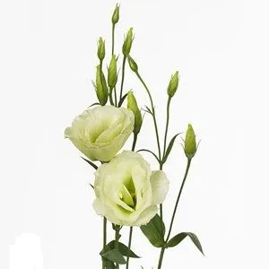 эустома Грин; Израиль