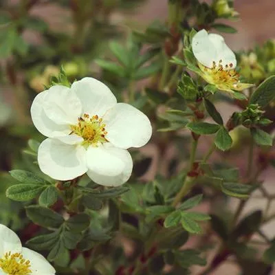 лапчатка кустарниковая Крем Брюле