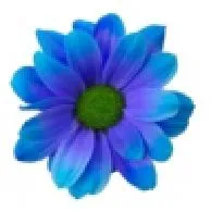 хризантема кустовая Кеннеди краш. Блу Лагуна
