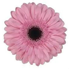 гербера Розовая; Россия