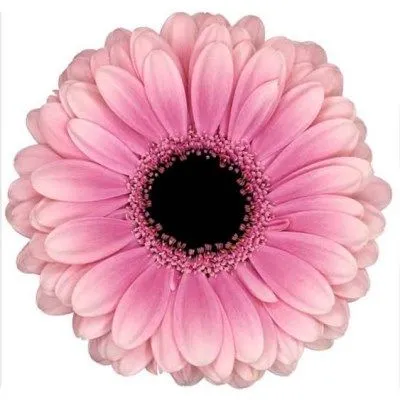 картинка гермини Эсми от магазина Флоранж