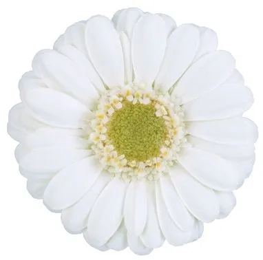 картинка гермини  Албино от магазина Флоранж