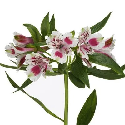 альстромерия Биколор; Эквадор