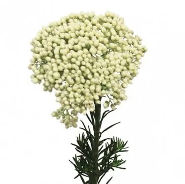 картинка озотамнус Кукс Сноу Вайт от магазина Флоранж