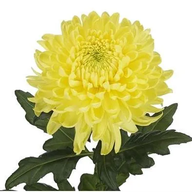 картинка хризантема Магнум Желтый от магазина Флоранж