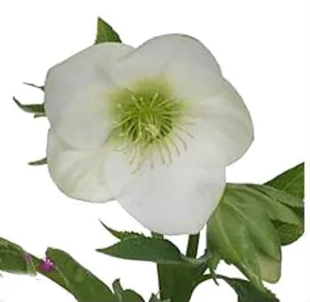 картинка хеллеборус Куинс Вайт от магазина Флоранж